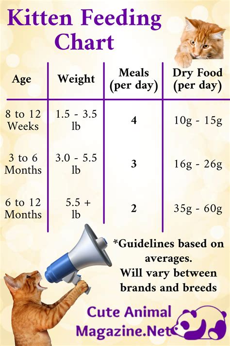 2個月幼貓食量怎麼抓？給你最全面的養貓指南！