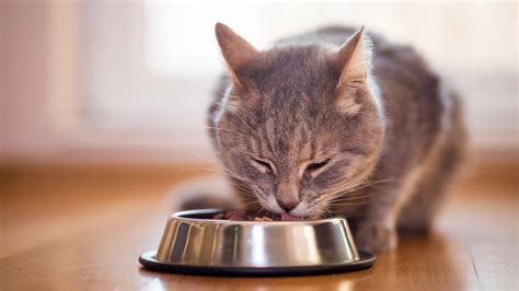 貓咪吐飼料怎麼辦？專家來解惑！